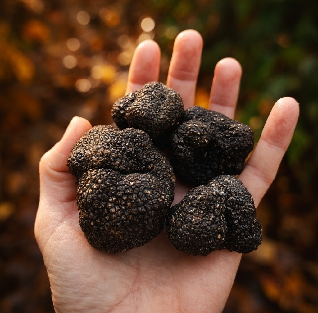 Truffles from Virginia Truffles in hand